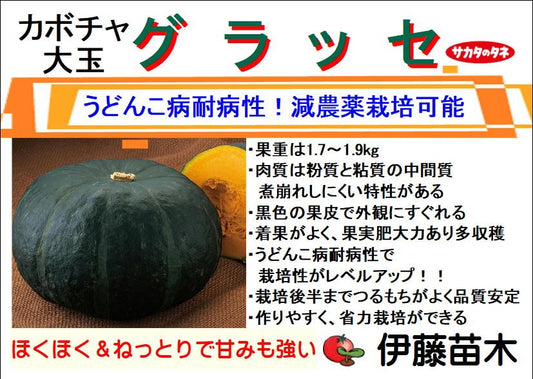 グラッセ