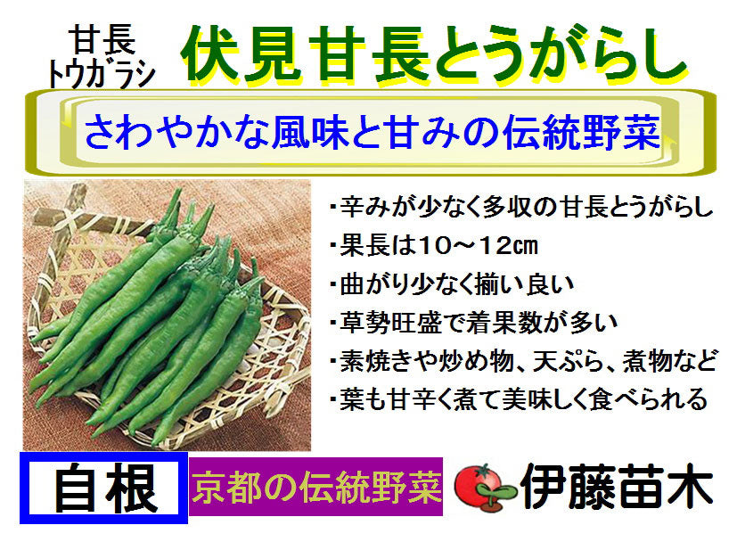 伏見甘長とうがらし