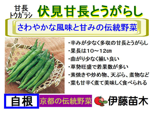 伏見甘長とうがらし
