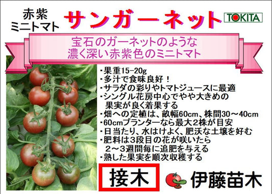 サンガーネット