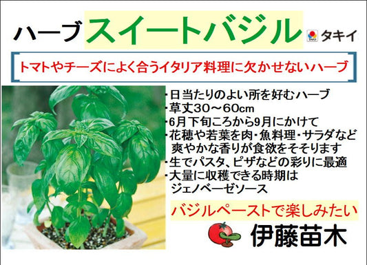 スイートバジル