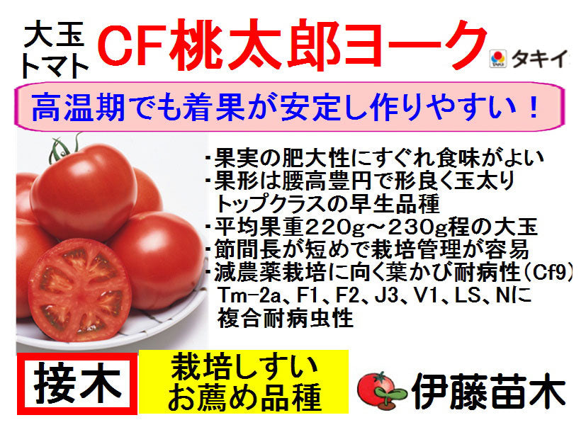 CF桃太郎ヨーク