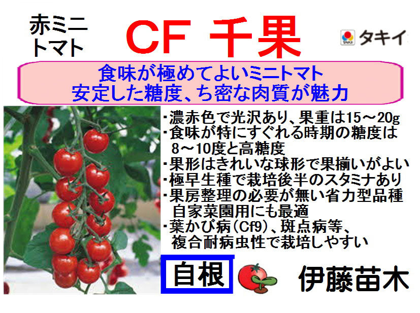 CF千果（断根自根）