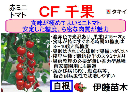 CF千果（断根自根）