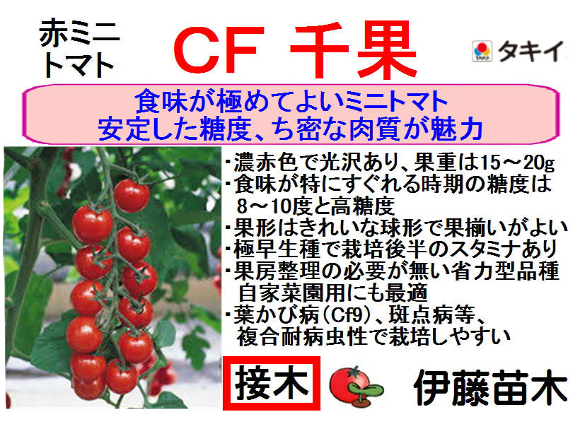CF千果（断根接木）