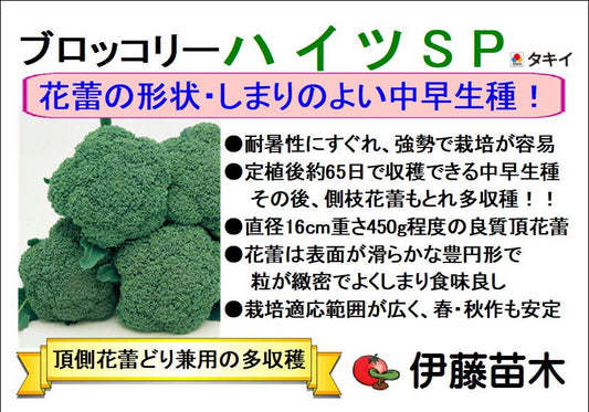 ハイツSP　ブロッコリー