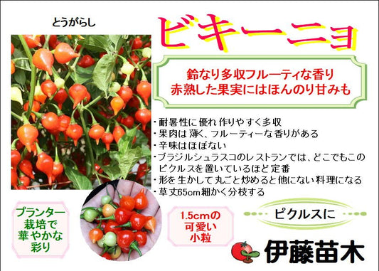 ビキーニョ
