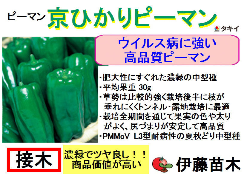 京ひかり