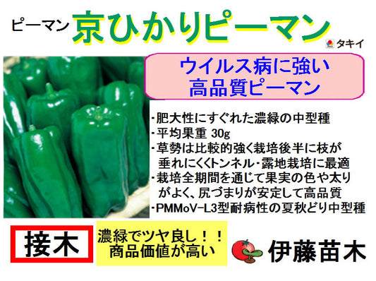 京ひかり
