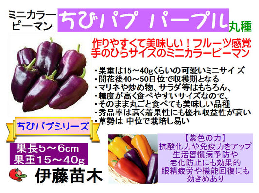 ちびパプ紫