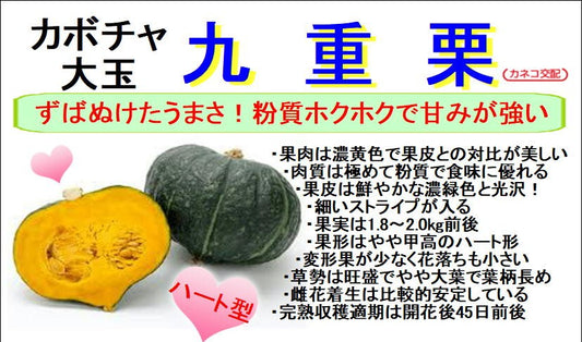 九重栗