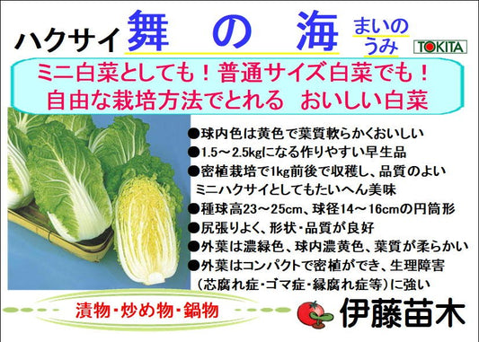 舞の海 白菜