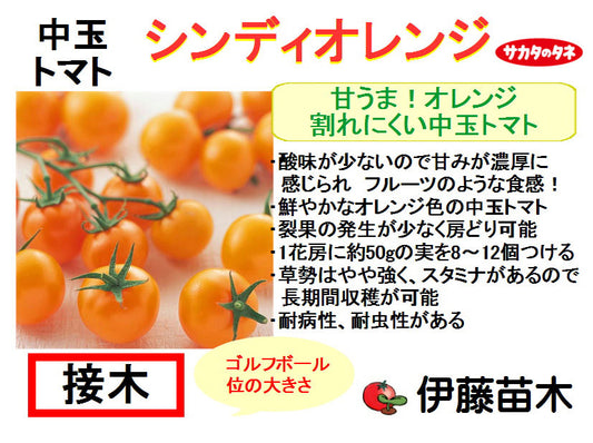 シンディオレンジ