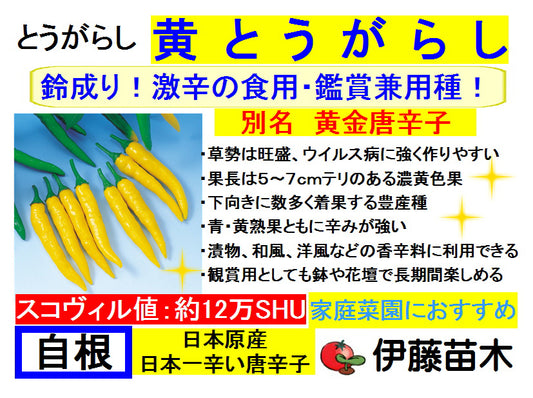 黄色唐辛子