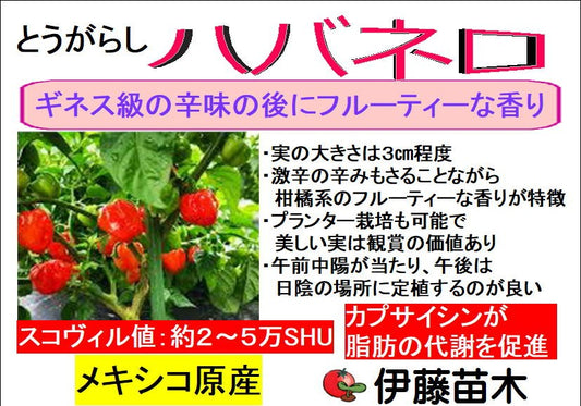 ハバネロ