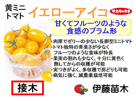 イエローアイコ（断根接木）