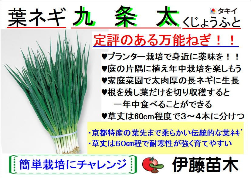 九条太　葉ネギ