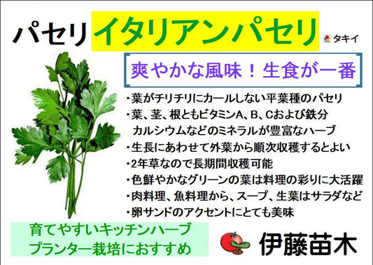 イタリアンパセリ