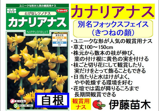 カナリアナス
