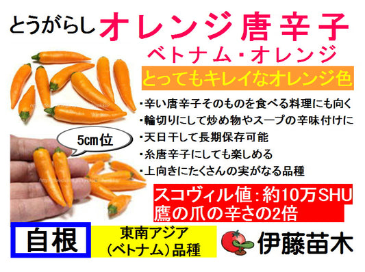 オレンジ唐辛子