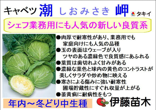 潮岬　キャベツ