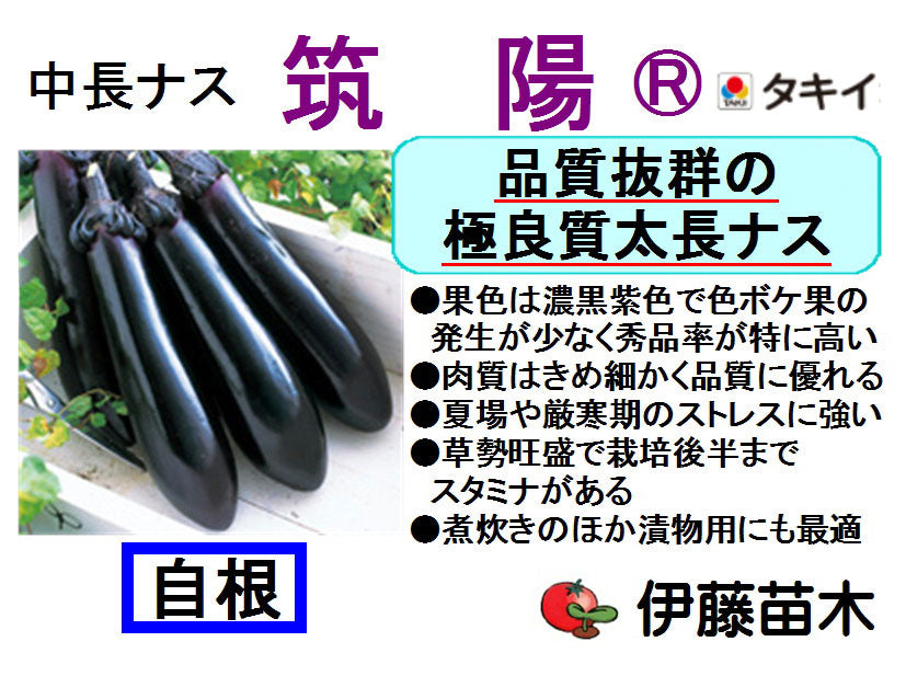 筑陽（自根）