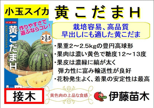 黄こだまＨ