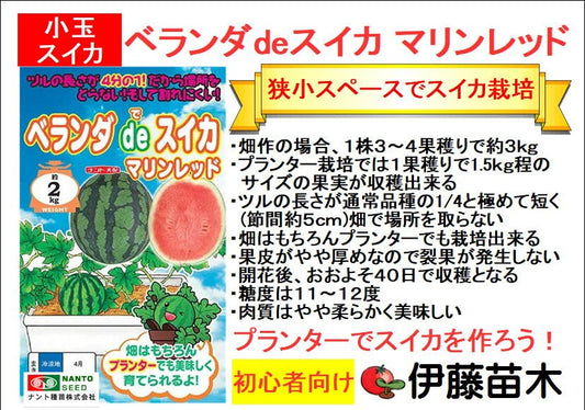 ベランダdeスイカ マリンレッド