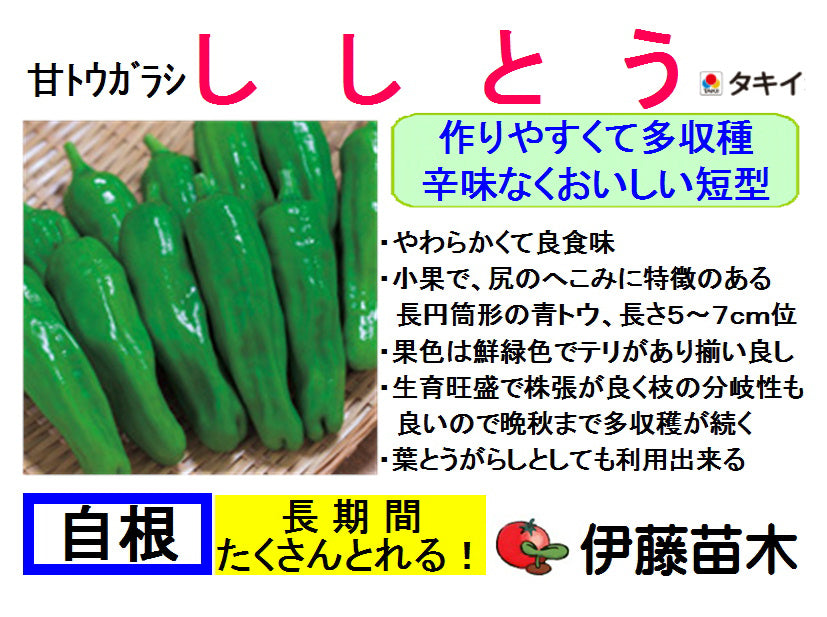 ししとう