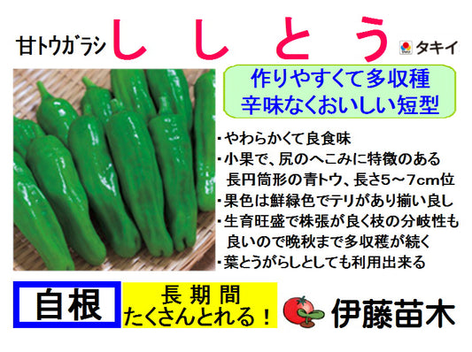ししとう