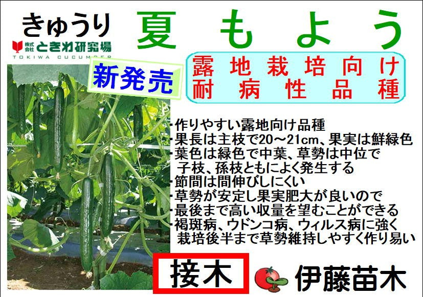 夏もよう