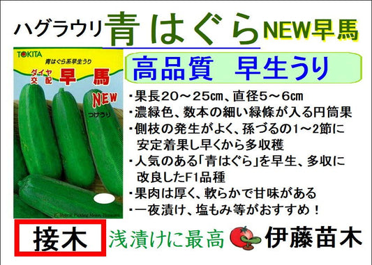 青はぐら早馬