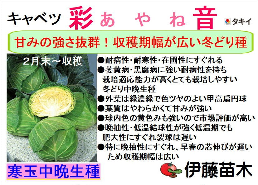 彩音　キャベツ　