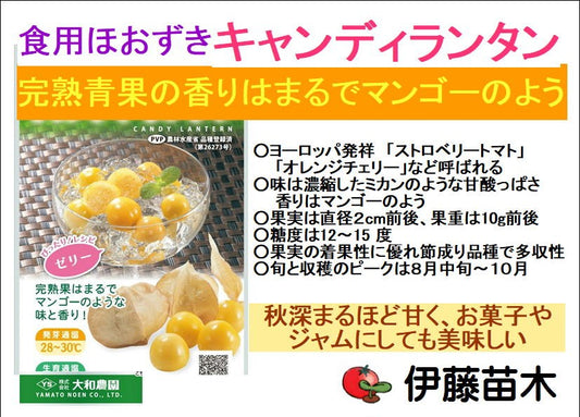 キャンディランタン