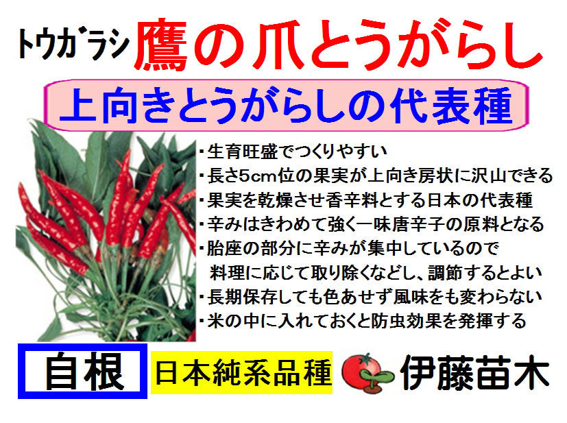 鷹の爪