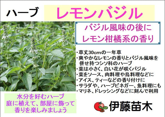 レモンバジル