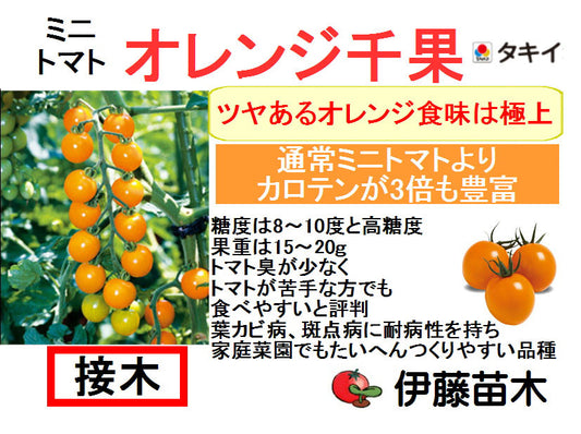 オレンジ千果